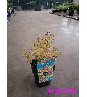 Spiraea bumalda 'Goldflame' C 1,4 L